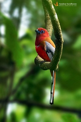 Wildlife Landbird DSC2344