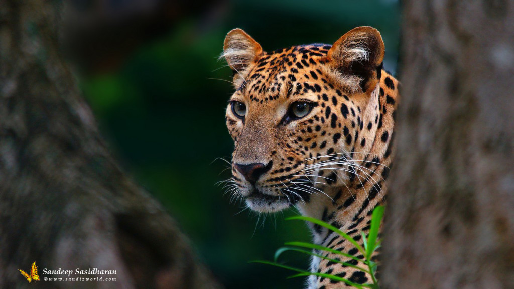 Wildlife-Cat-Leopard-DSC02209