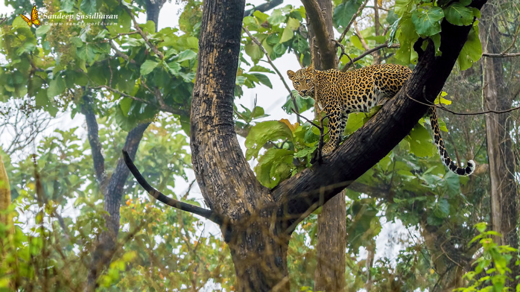 Wildlife-Cat-Leopard-DSC02210