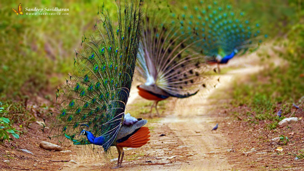 Wildlife Groundbird DSC0861n