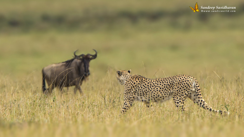 Wildlife-Hunt-Cheetah-DSC8589n