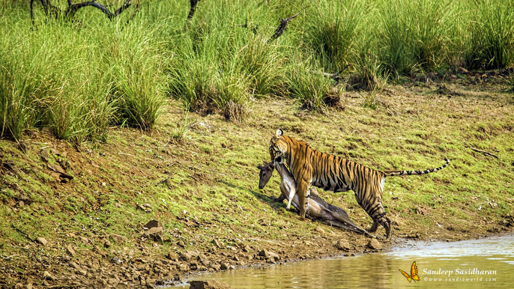 Wildlife Hunt Tiger DSC06546n