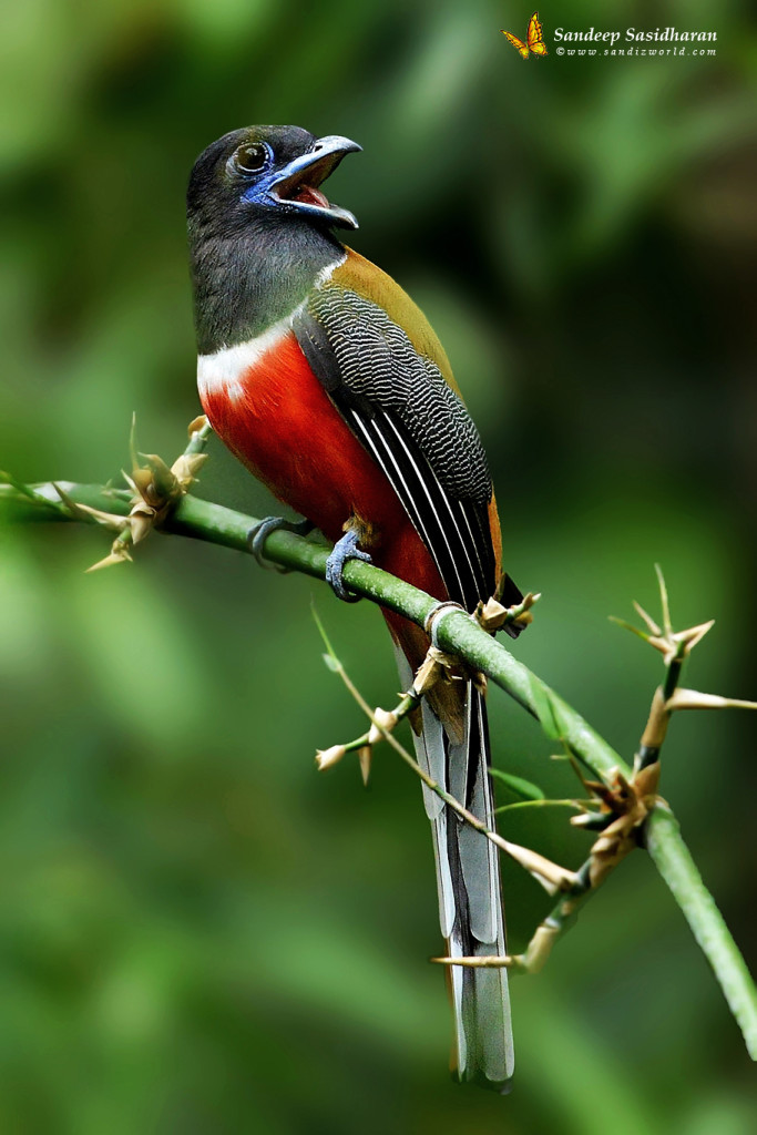 Wildlife Landbird MalabarTrogenMale DSC4145