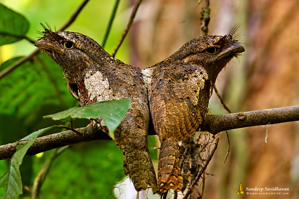 Wildlife Landbird SrilankanFrogmouth DSC8050