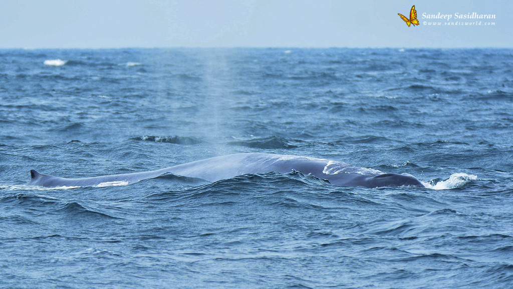 Wildlife Mammal BlueWhale DSC7715n