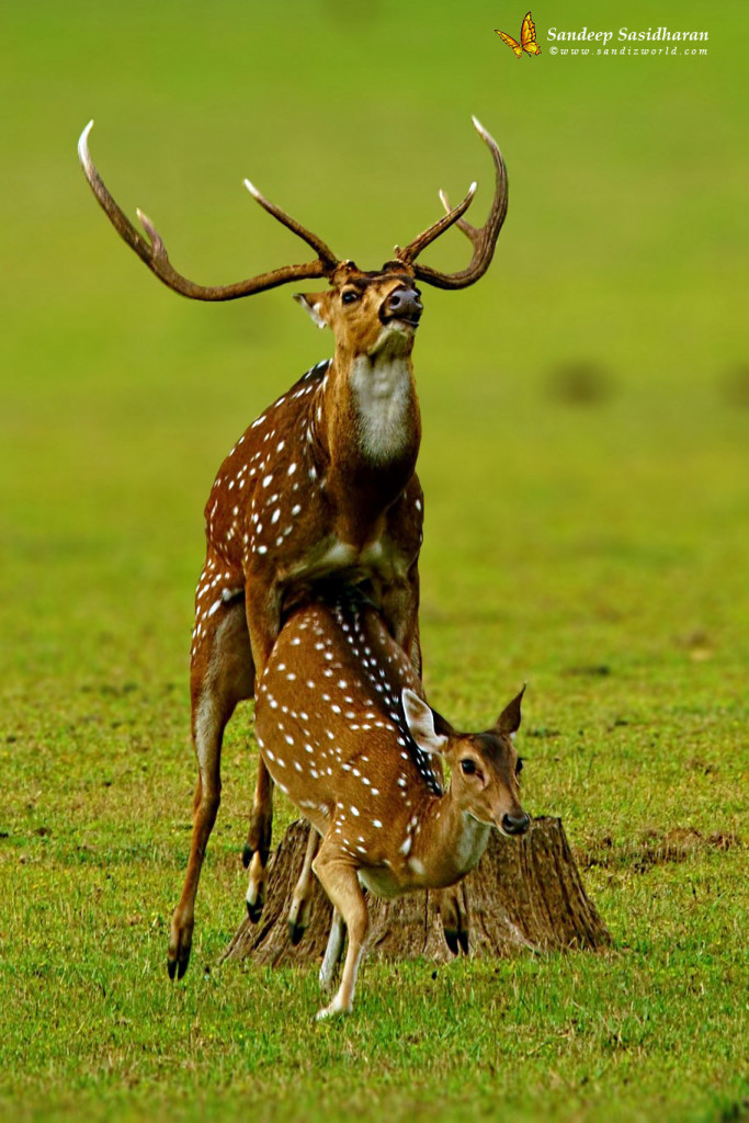 Wildlife Mammal SpottedDeer DSC01601n