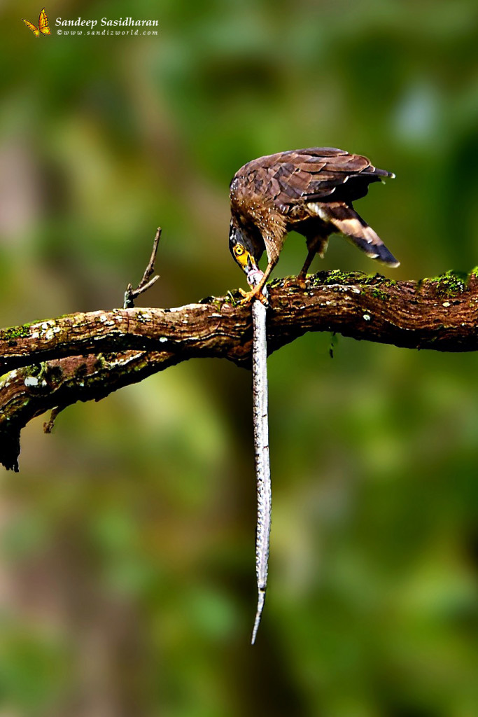 Wildlife Raptor DSC2979n