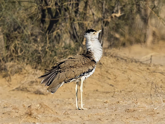 Desert NP