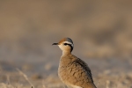 Cream-coloured Courser