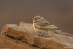 Desert Lark