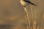 Desert Wheatear