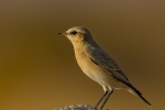 Desert Wheatear