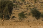 Great Indian Bustard