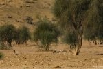 Great Indian Bustard