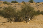 Great Indian Bustard