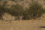 Great Indian Bustard