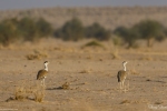 Great Indian Bustard