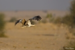 Great Indian Bustard