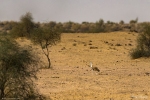 Great Indian Bustard