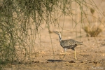 MacQueen Bustard