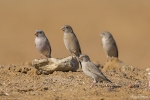 Trumpeter Finch