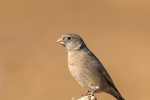 Trumpeter Finch