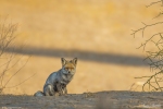 Desert Fox