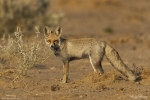 Desert Fox