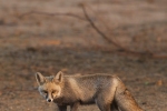 Desert Fox