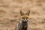 Desert Fox