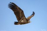 Cinereous Vulture