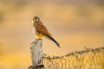 Common Kestrel