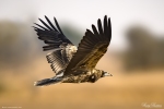 Egyptian Vulture