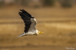 Egyptian Vulture