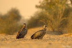 Himalayan Griffon Vulture