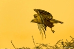 Long-legged Buzzard