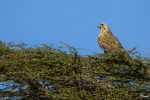 Long-legged Buzzard