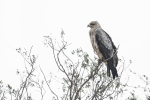 Tawny Eagle