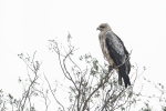 Tawny Eagle