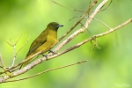 Andaman Bulbul