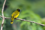 Andaman Bulbul