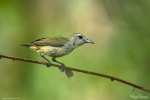 Andaman Flowerpecker