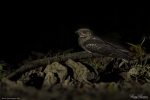 Andaman Nightjar