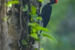 Andaman Woodpecker