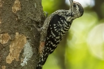 Freckle-breasted Woodpecker