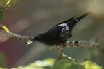 Glossy Starling