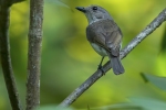 Mangrove Whistler