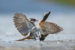 Red-whiskered Bulbul