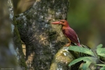 Ruddy Kingfisher