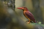 Ruddy Kingfisher